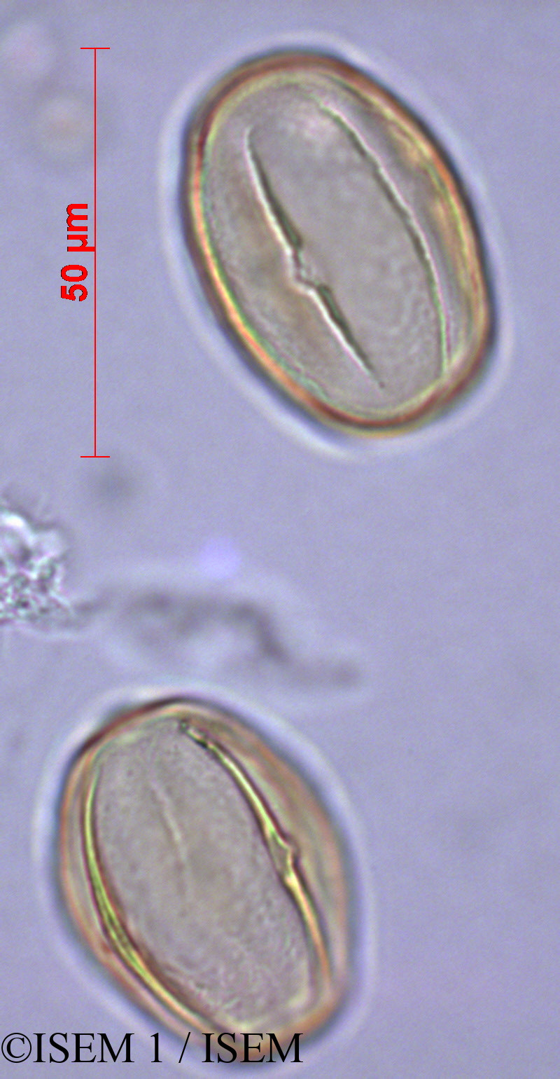 ISEM 1/Heliotropium_supinum_28884/Heliotropium_supinum_28884_0005(copy).jpg